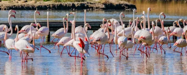 Une immersion culturelle au cœur de la Camargue contre toute attente