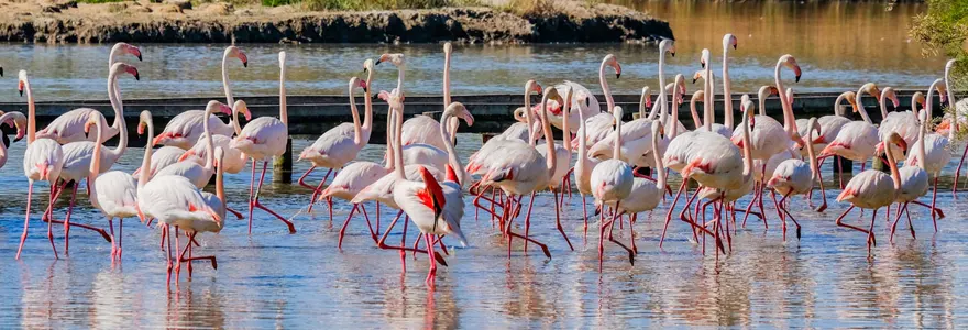 Une immersion culturelle au cœur de la Camargue contre toute attente